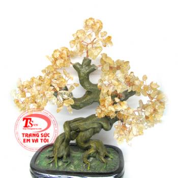 Cây phong thủy có tác dụng mang đến cát khí, là biểu tượng cho tiền tài, may mắn, bình an cho gia chủ