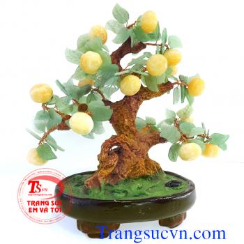 Cây Quất đá thên nhiên