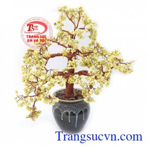 Cây tài lộc phong thủy may mắn