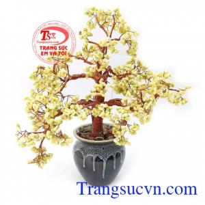 Cây Tài Lộc Cát Tường thường được trưng bày phòng khách, cửa hàng, bàn làm việc