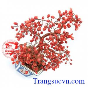 Cây Phong Thủy May Mắn