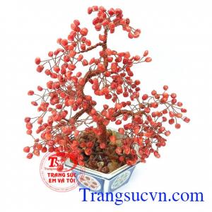 Cây Phong Thủy May Mắn phủ hợp trưng bày phòng khách, bàn làm việc cửa hàng, vừa là vật trang trí vừa có tác dụng phong thủy