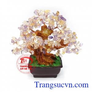 Cây đá quý phong thủy có tác dụng tốt cho trí tuệ, ổn định tinh thần, mang lại bình an, may mắn và tài lộc cho gia chủ