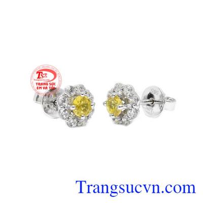 Hoa tai Sapphire thành công được kết hợp từ vàng trắng và sapphire vàng thiên nhiên.